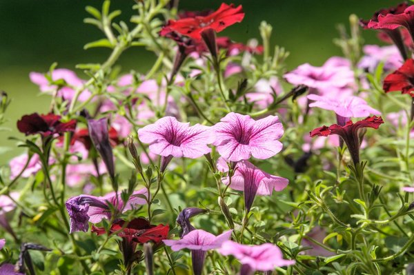 Guide ultime pour transporter en toute sécurité votre collection précieuse de vinyles rares : astuces et conseils incontournables